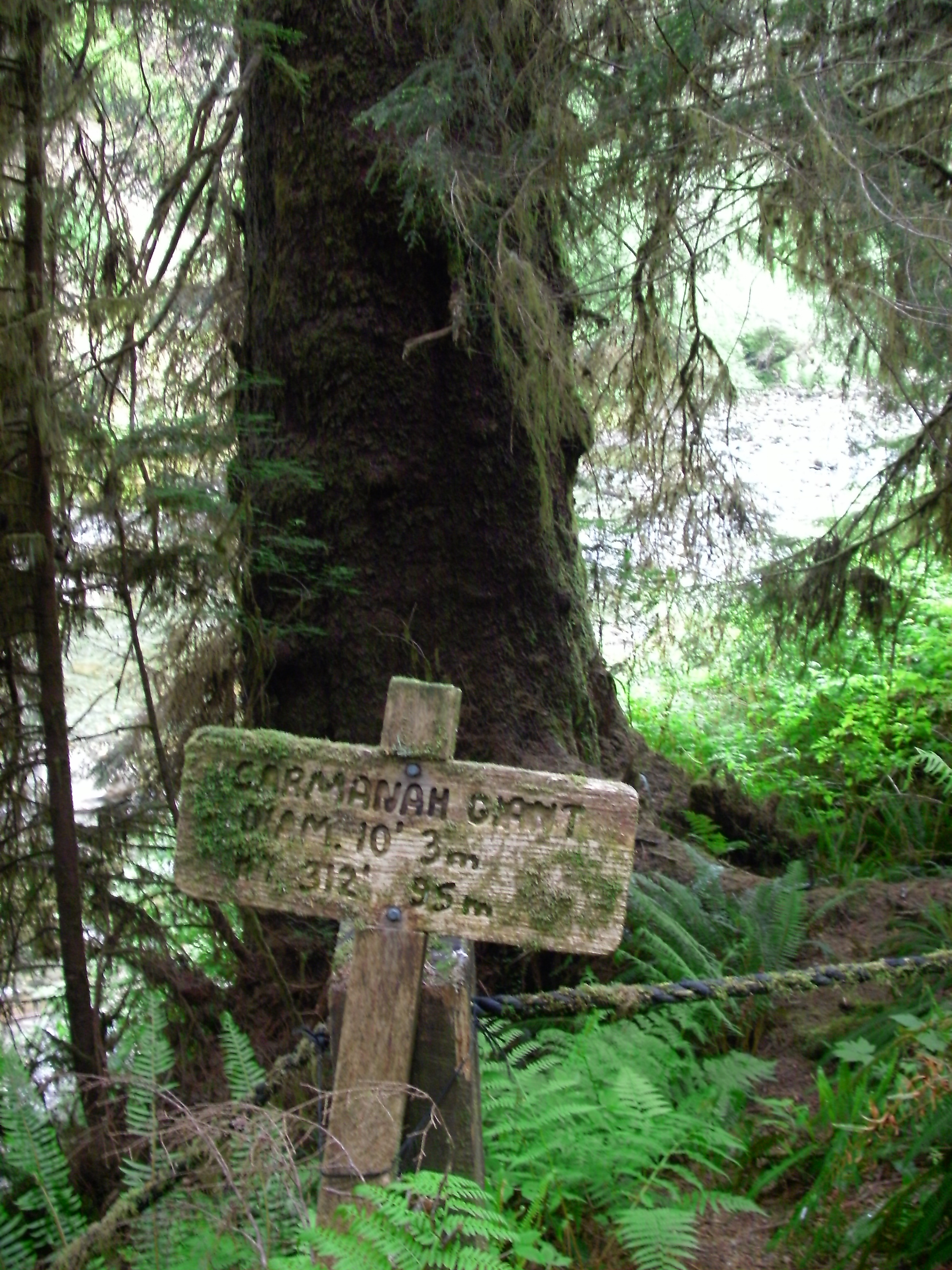 Carmanah Giant, Canada's tallest known tree, Carmanah Creek, BC