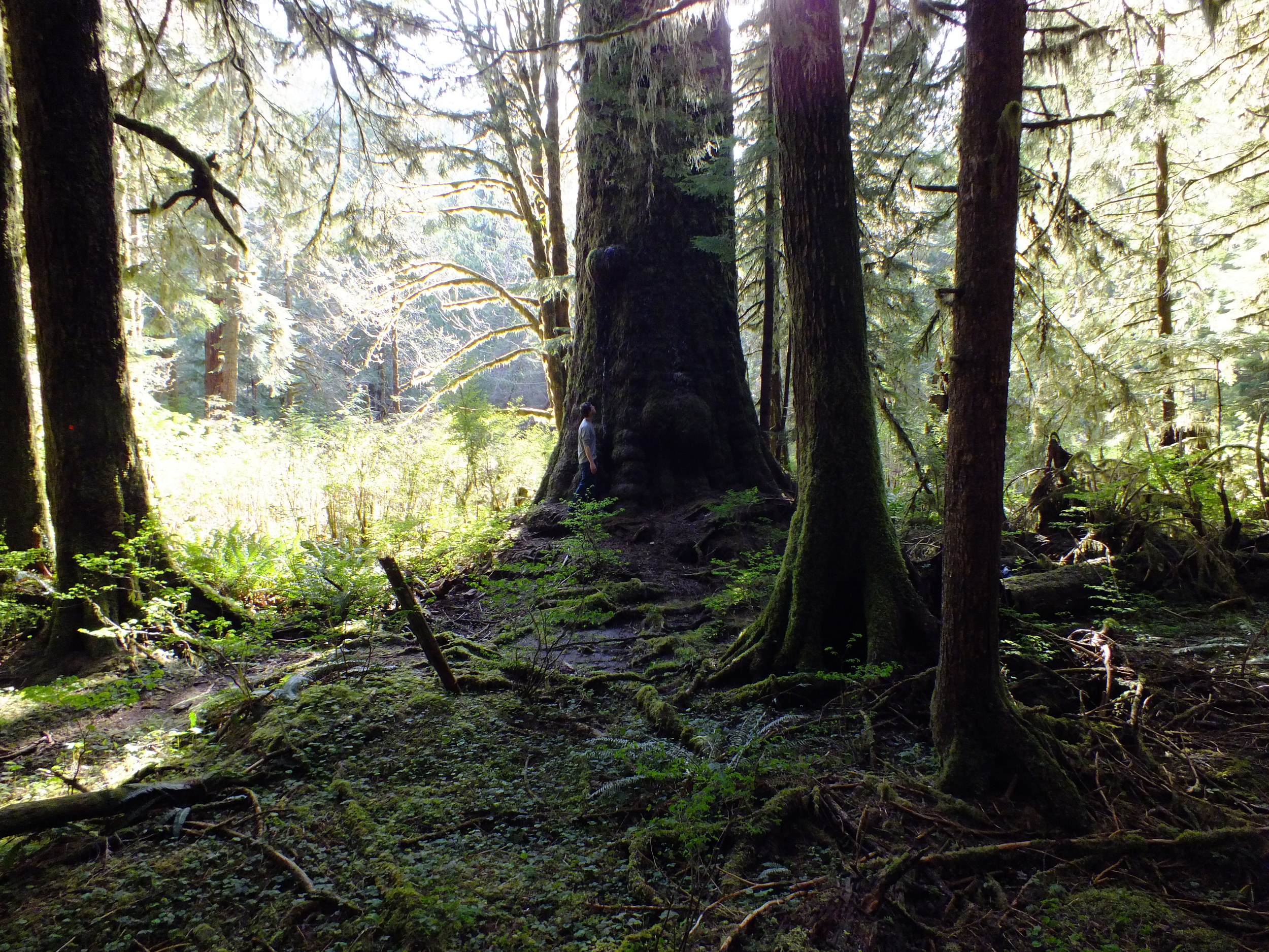Chris at the base of Maxine’s Tree, West Walbran Creek, BC