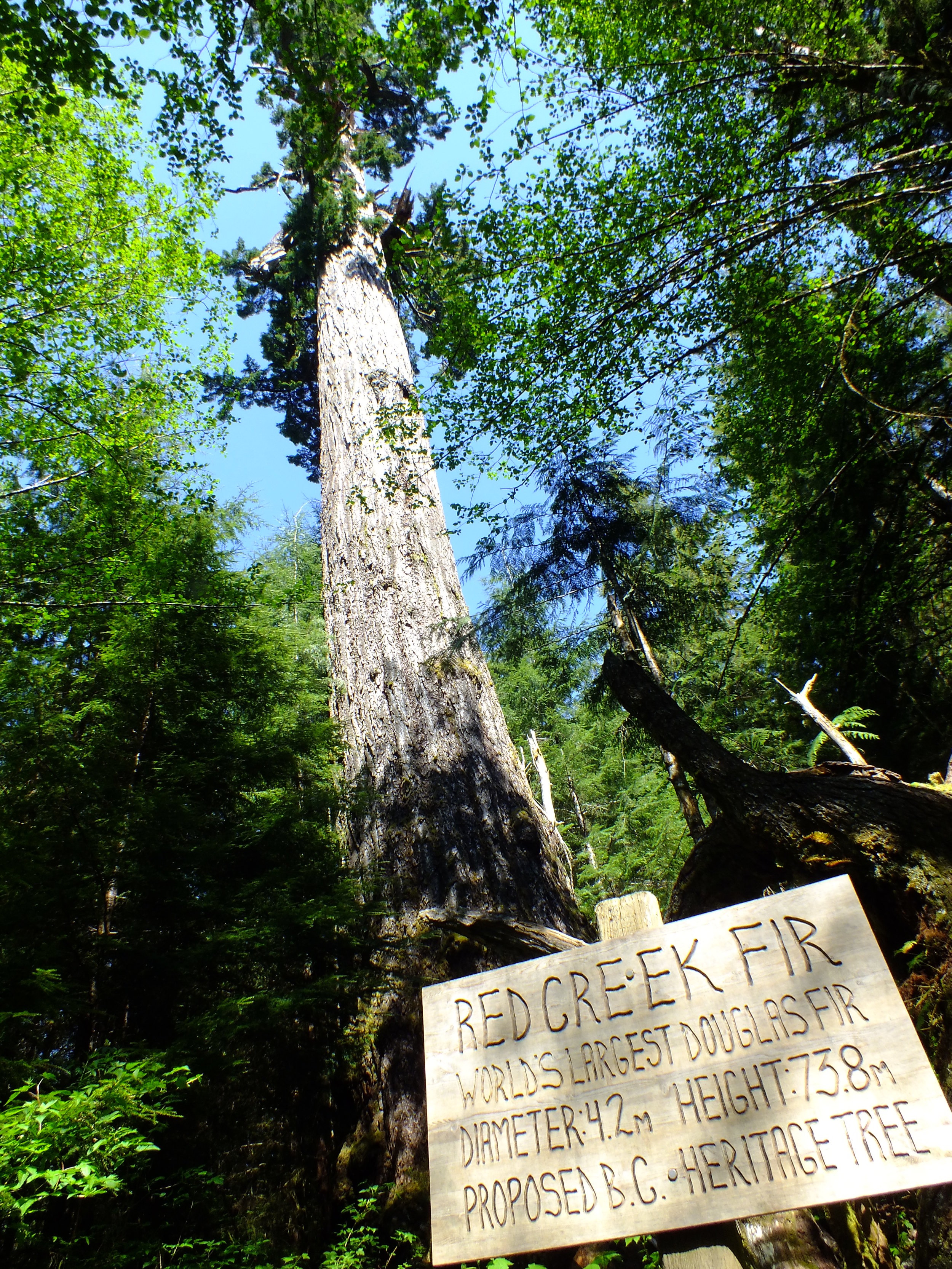 Red Creek Fir, near Port Renfrew, Vancouver Island.