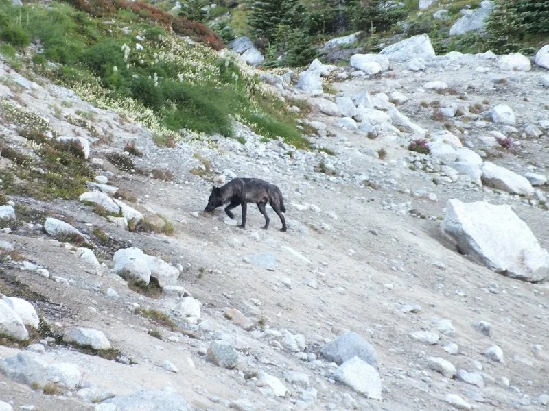 Lone wolf seen on a guided hike.jpg