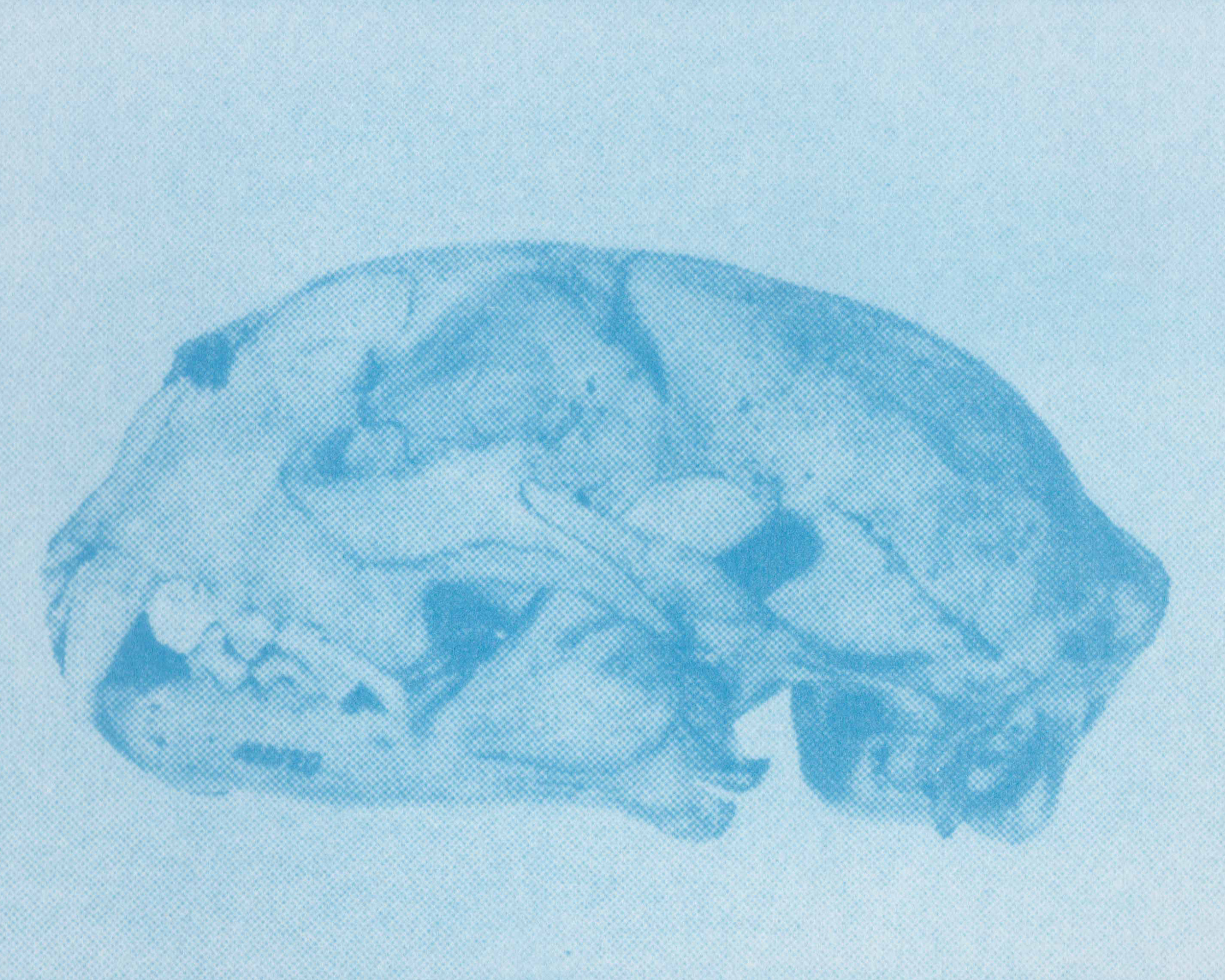 skull web 1.jpg