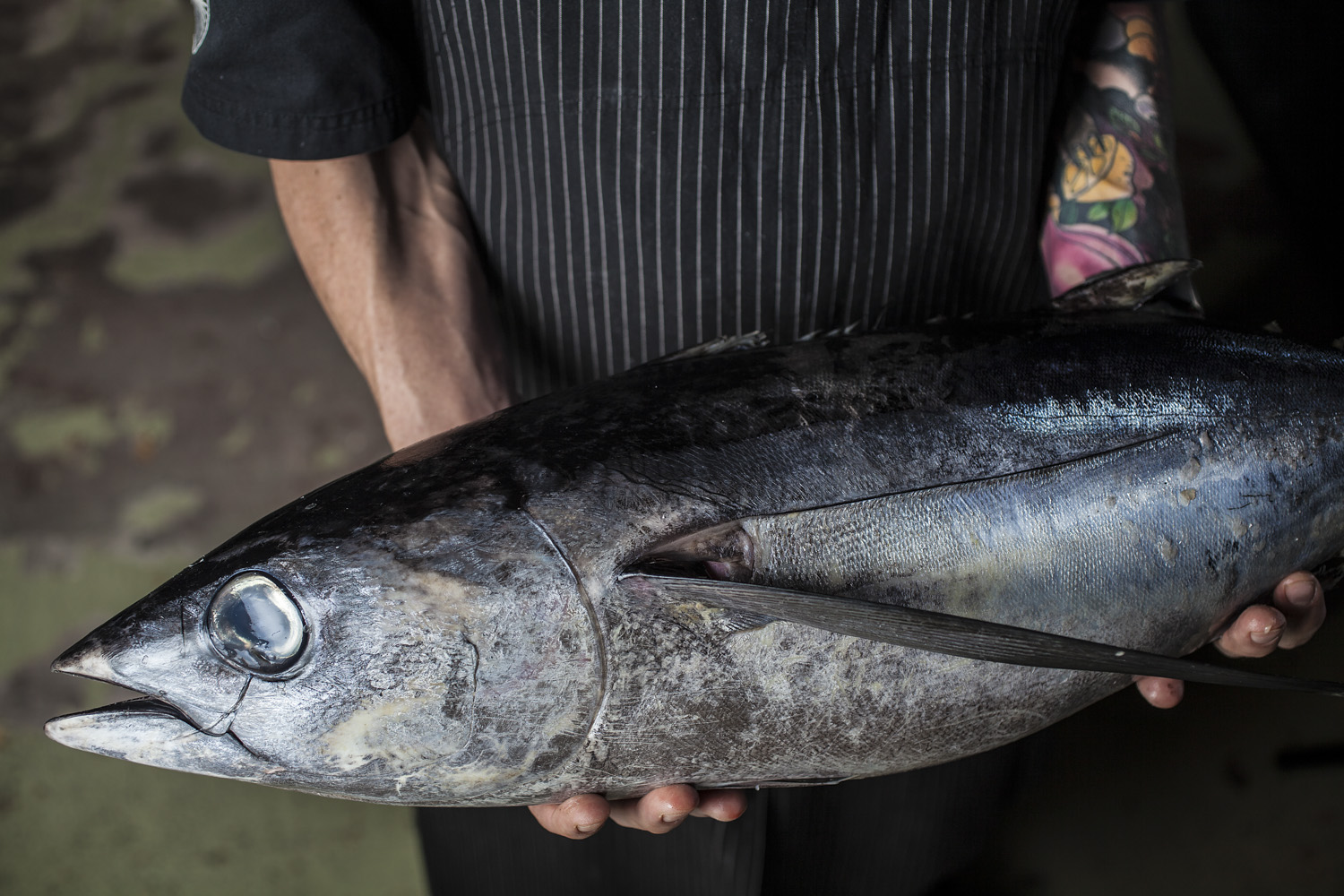 Person holding a large fish, possibly a tuna, with a close-up of the fish's head and body, in an indoor setting with a blurred background.