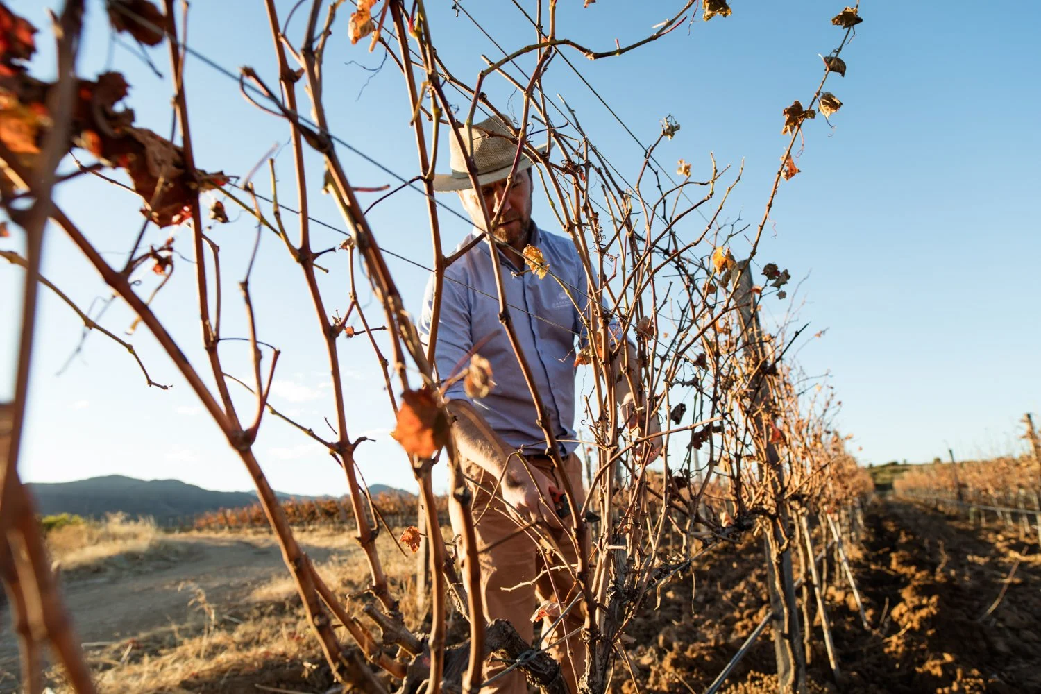 A man wearing a hat and a light blue shirt harvesting grapes in a vineyard with dry soil and distant hills under a clear blue sky.