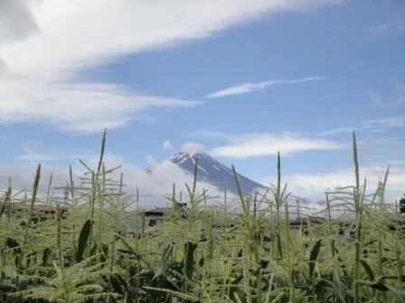 Fuji1.jpg