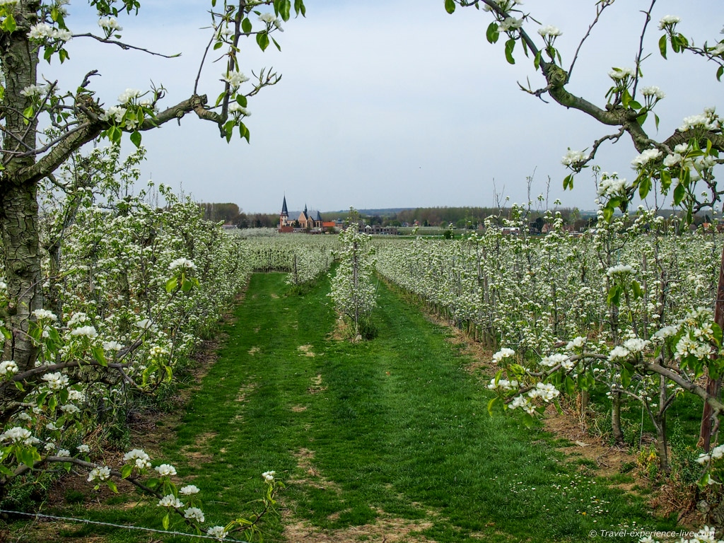 Blossoming fruit trees in the beautiful region of Haspengouw.