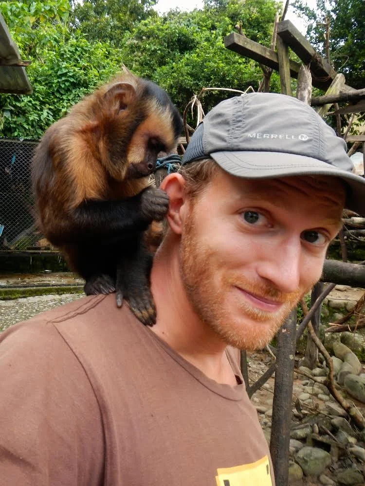 A Capuchin cleaning behind Andrew's ears