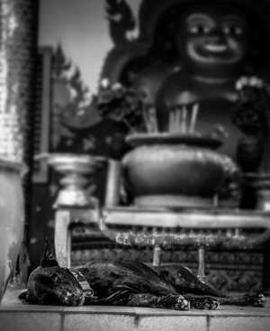 Dog sleeps in Koh Samui, Thailand by Drew Redmond