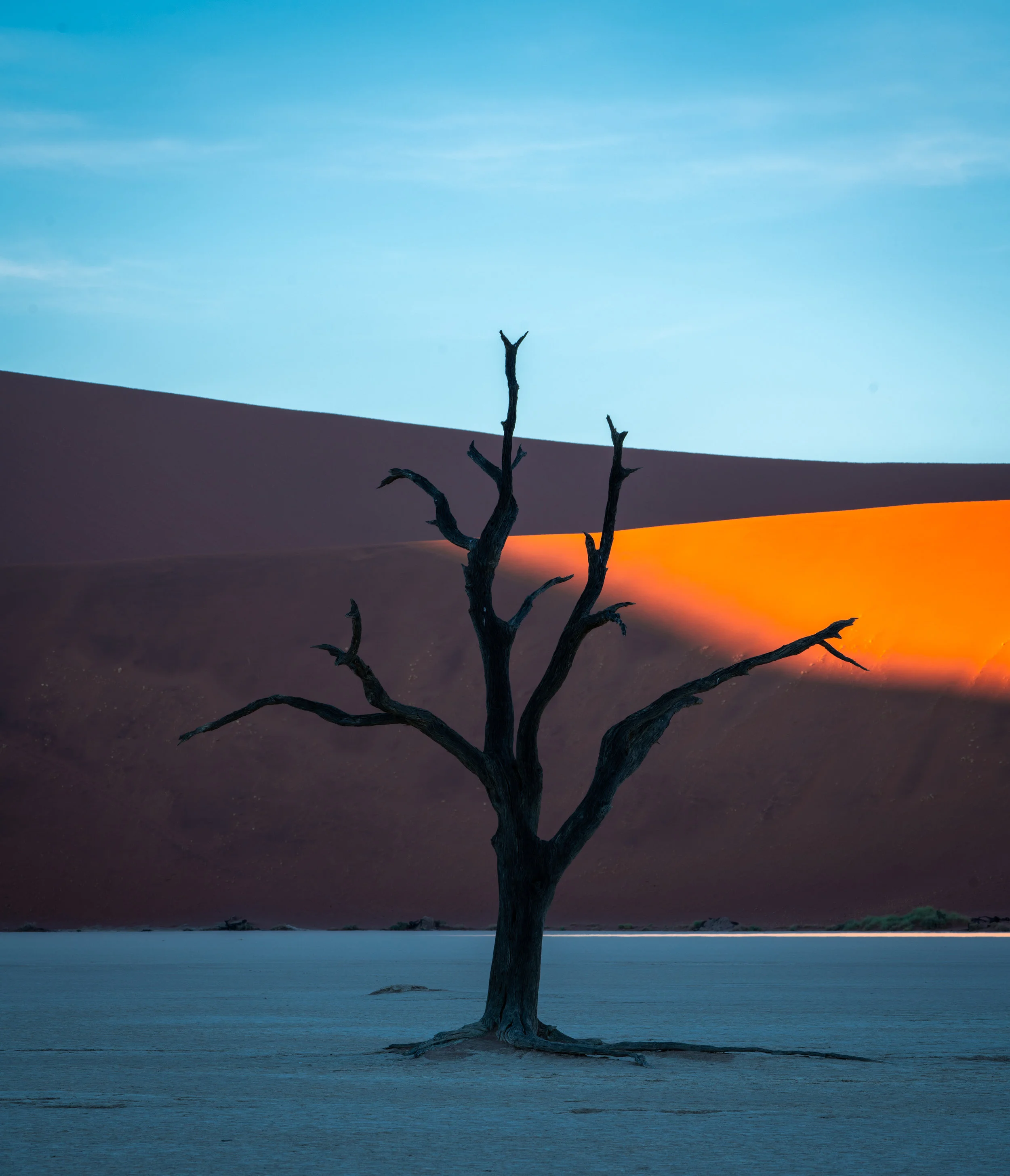 Tree and dunes in Deadvlei