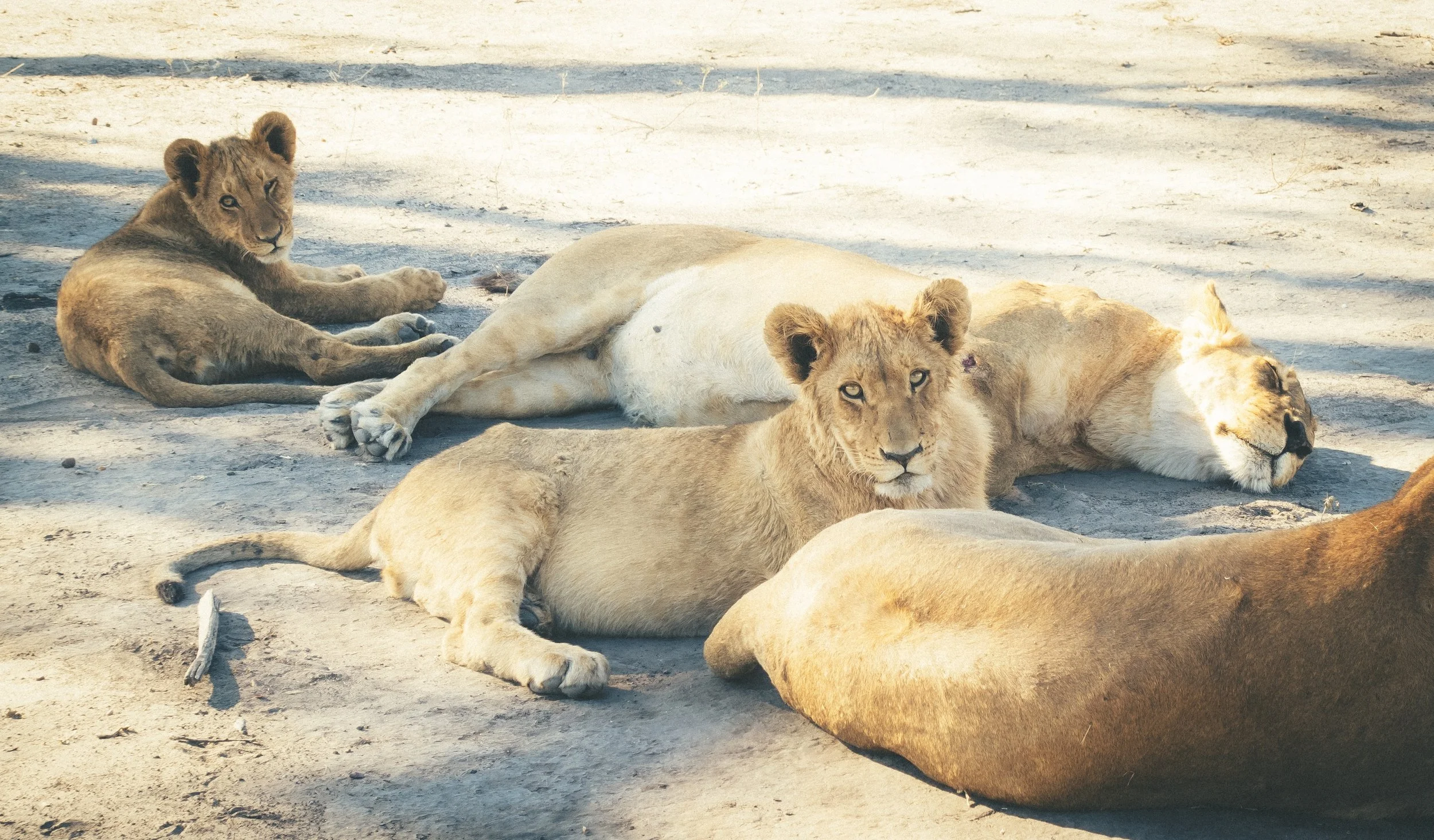 This doesn’t really need a caption. It’s lions. This is a picture of lions, that we took out of our car window.