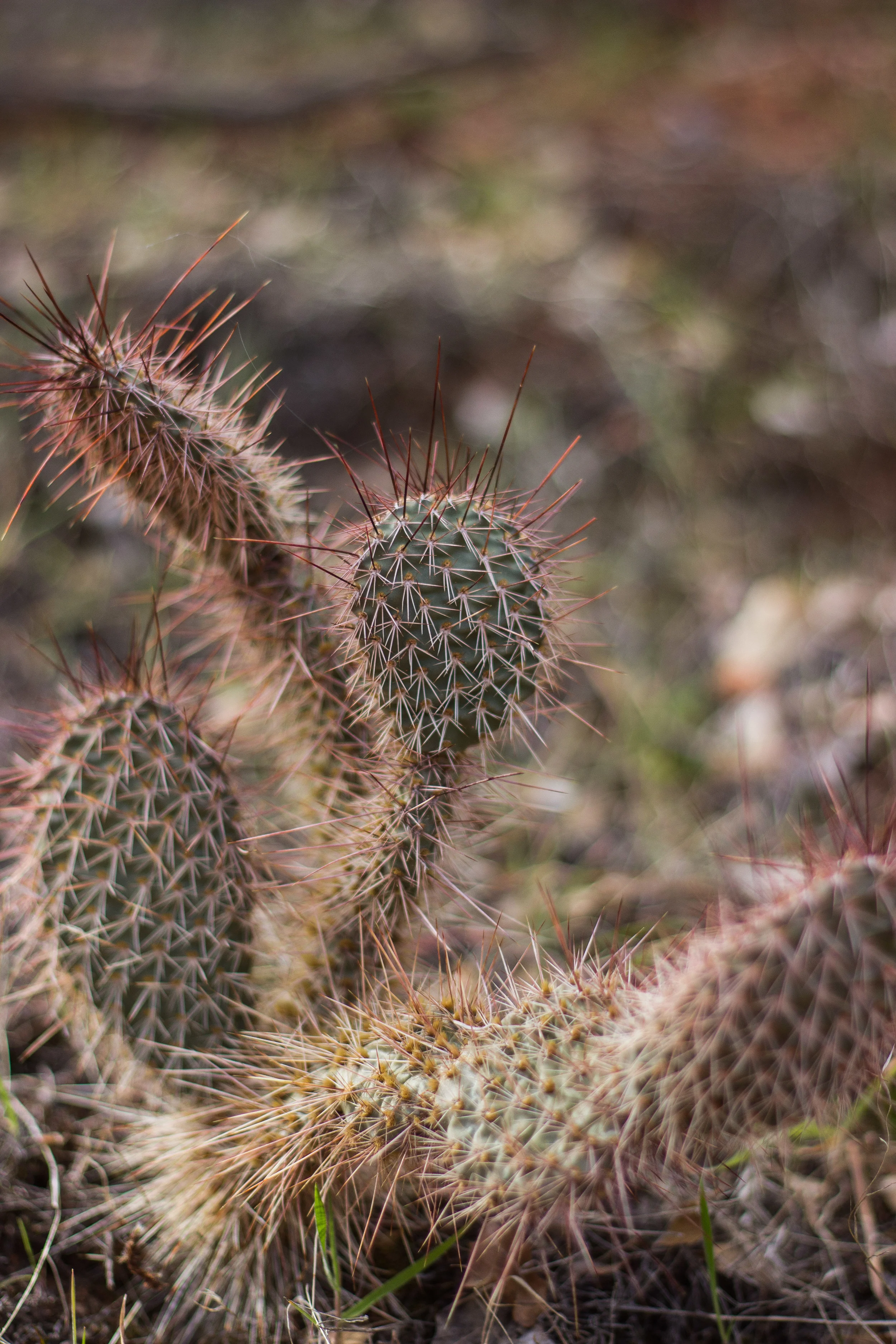 i'm kind of obsessed with cacti right now.