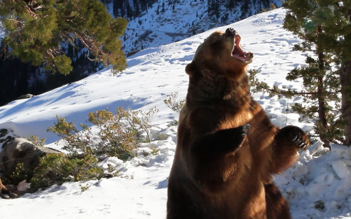 Bear2.jpg