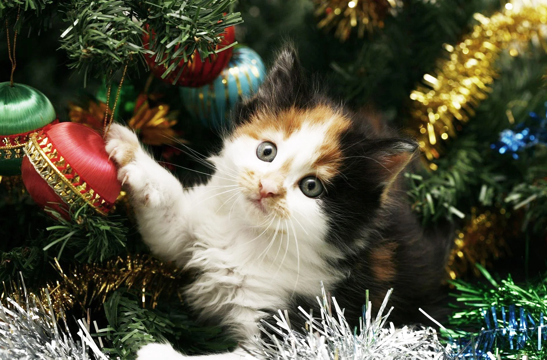 Santa, holly and snow
