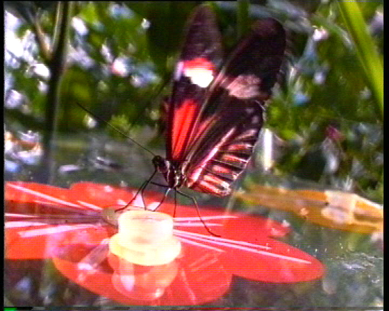 Red Wing 2004, 2 min video loop, projection