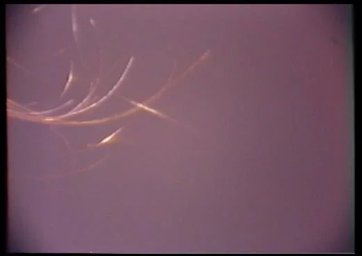 Under The Rose, 1983, video 12 mins