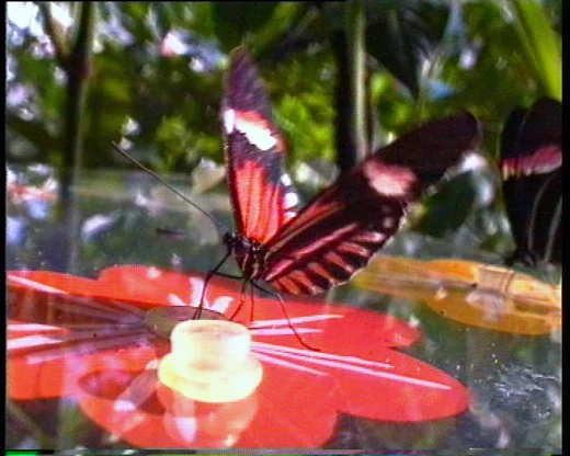 Red Wing 2004, 2 min video loop, projection