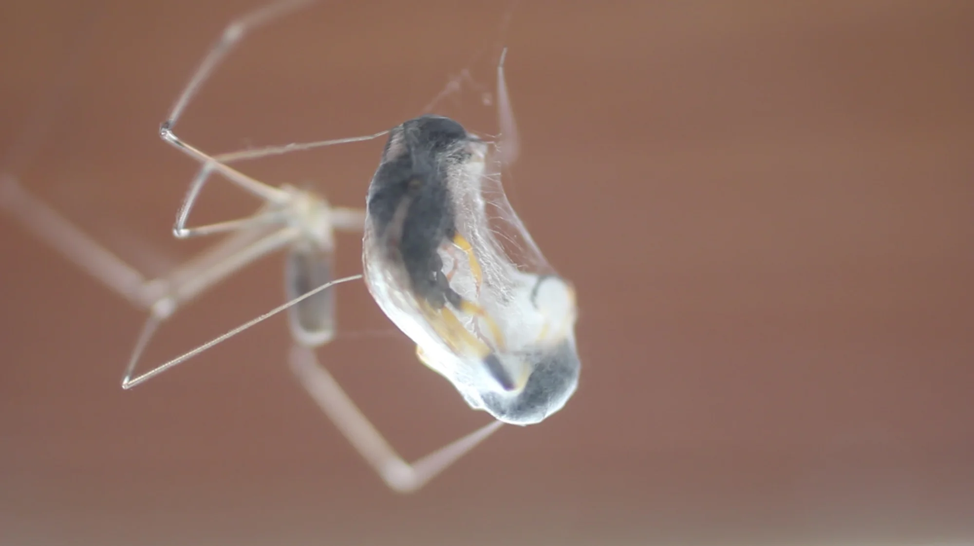 'Wrap', archival inkjet, 2014, still from HD video