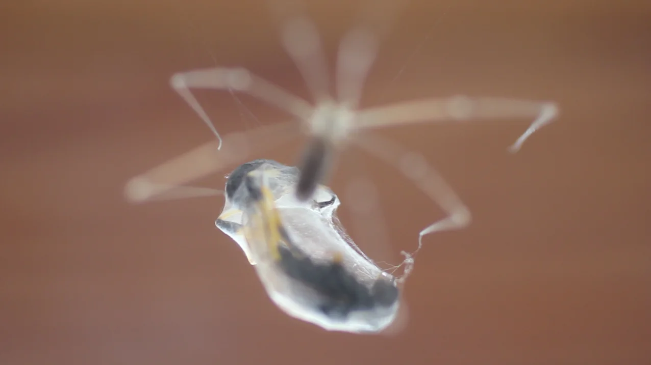 'Wrap', archival inkjet, 2014, still 2 from HD video