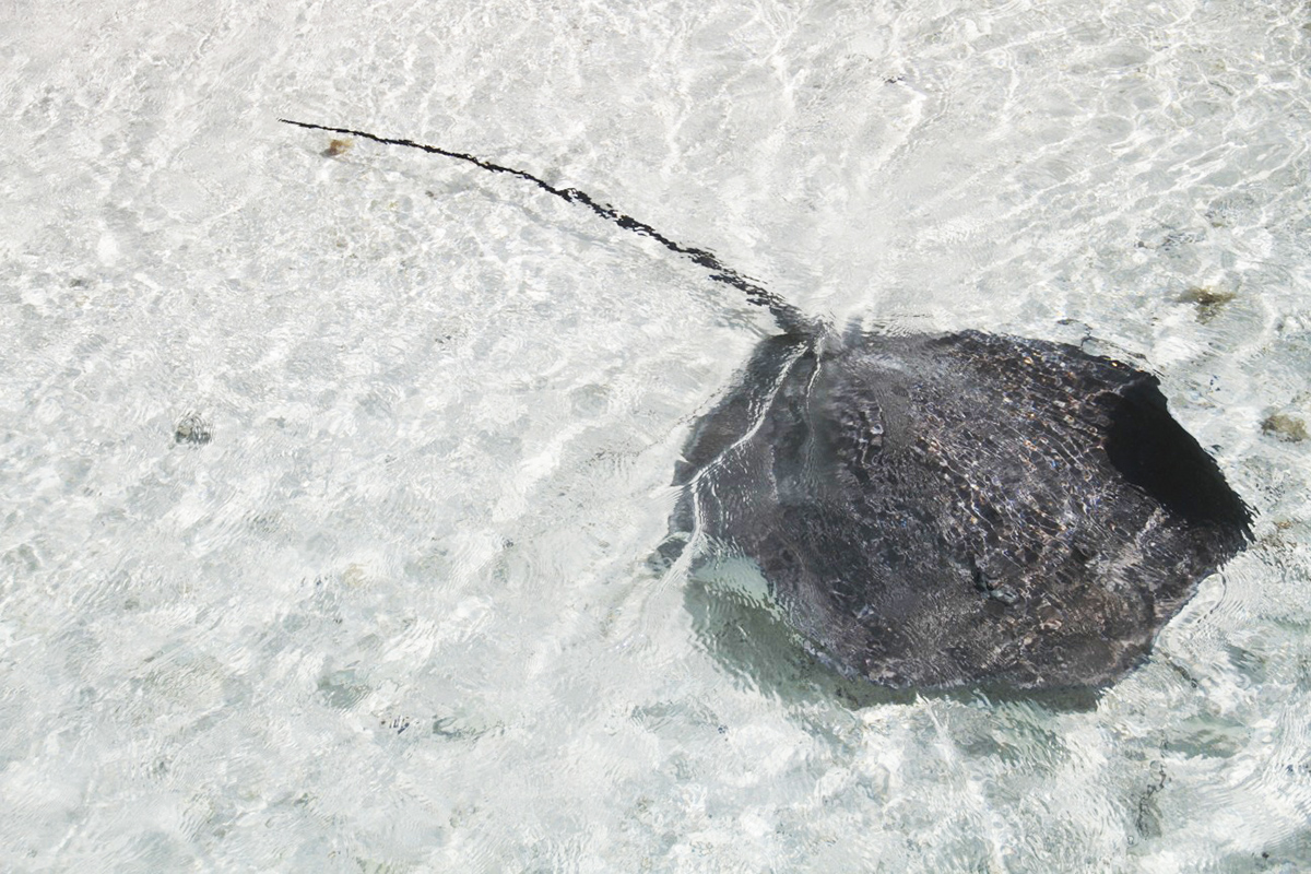 French Polynesia, 2012