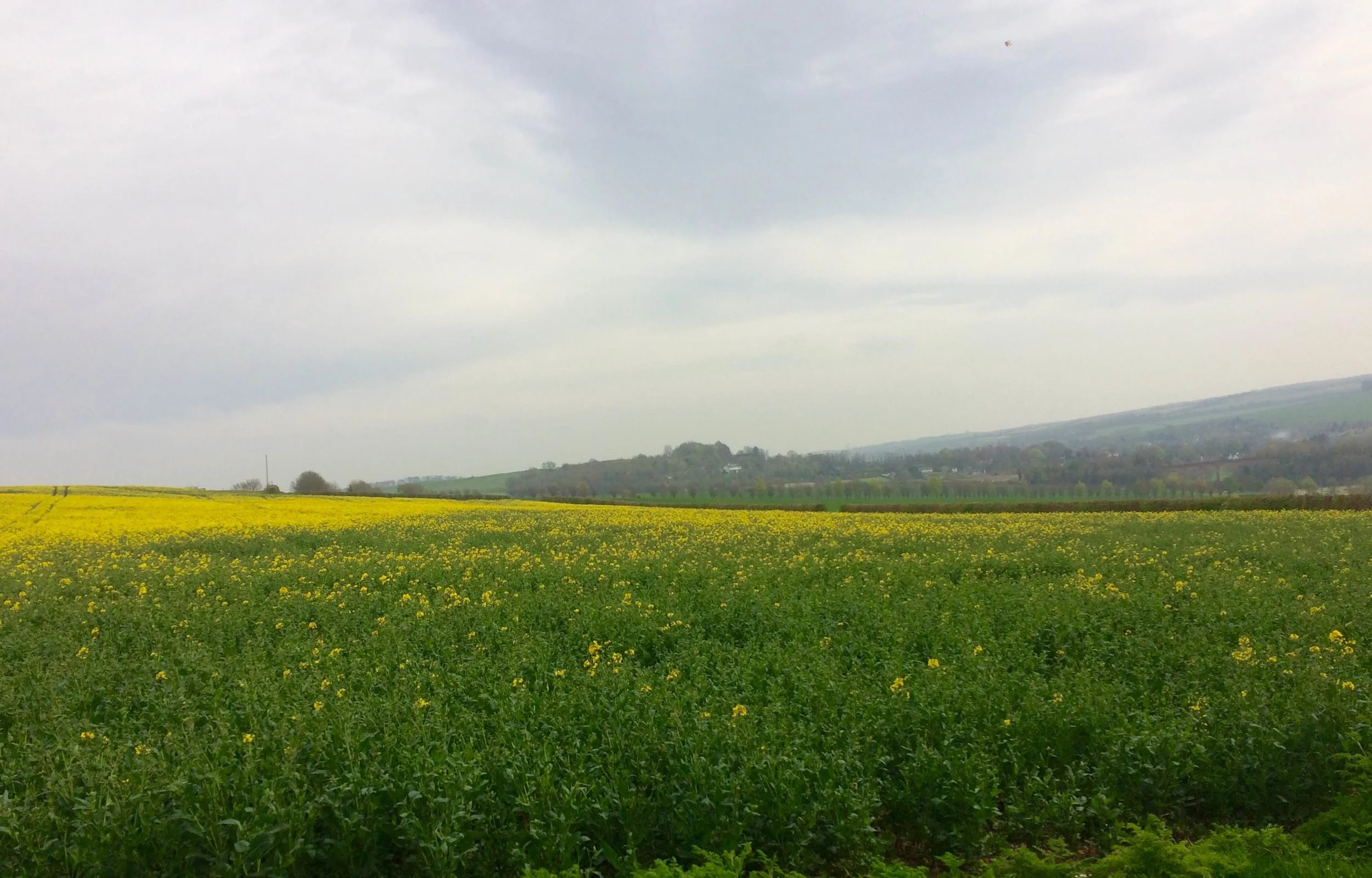 Diary of an aspiring half-marathoner!  Training week 9