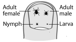 ticks-on-fingernail.gif