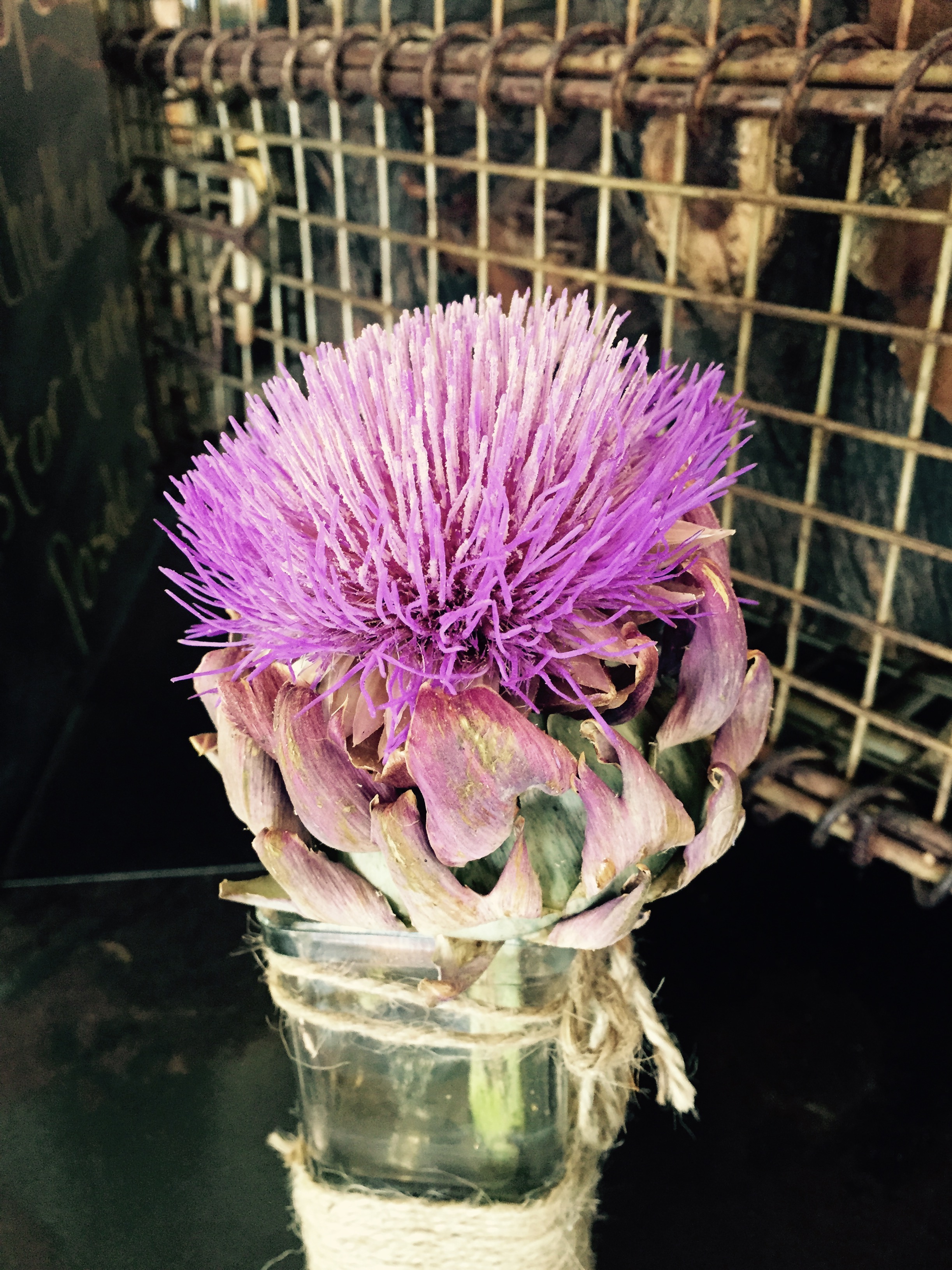 artichoke flower.jpg