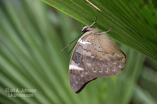 IMG_6012aw.jpg