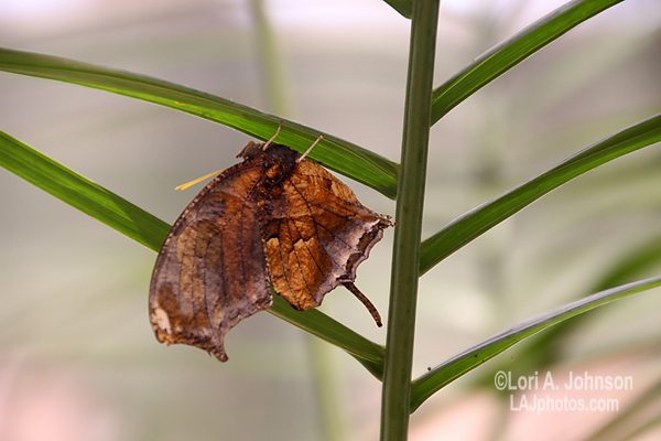 IMG_1091aw.jpg