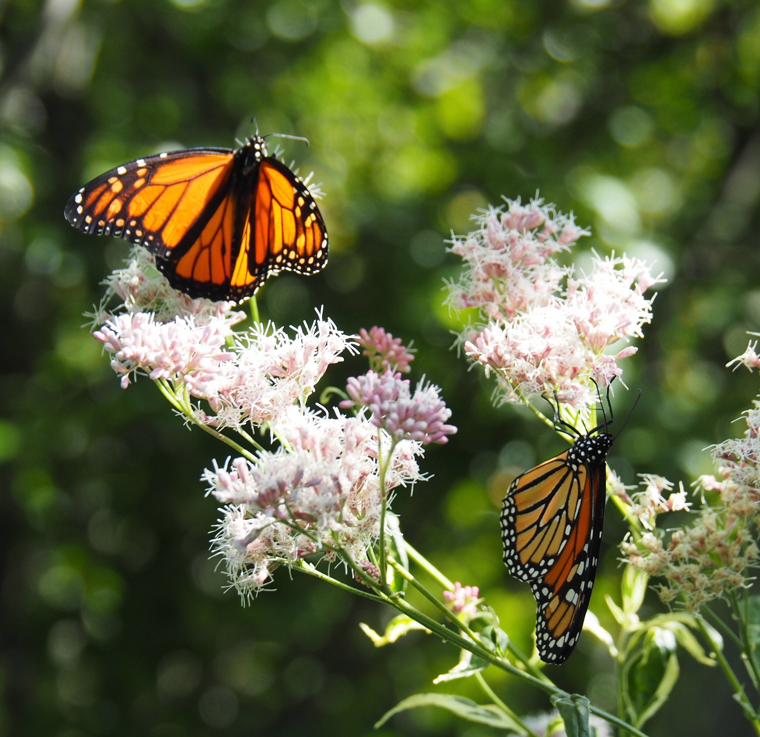 2015 Monarchs at Hamman's.JPG