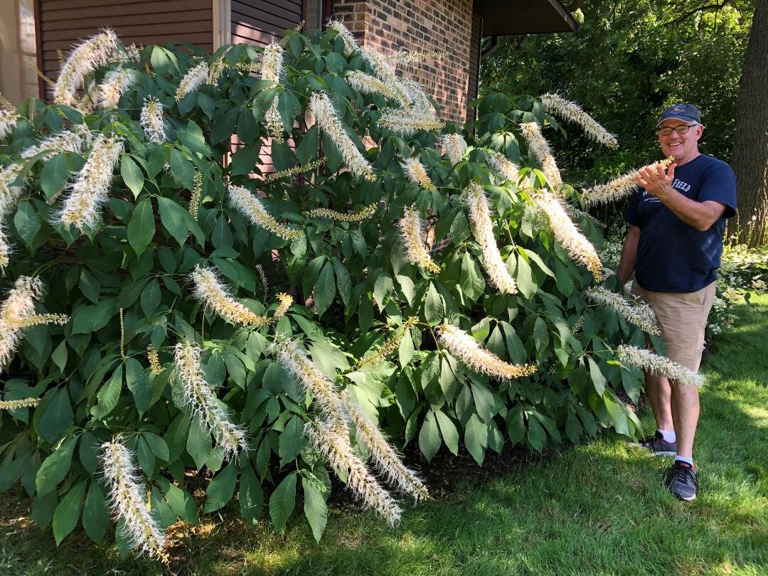 Bottlebrush Buckeye in bloom.jpg