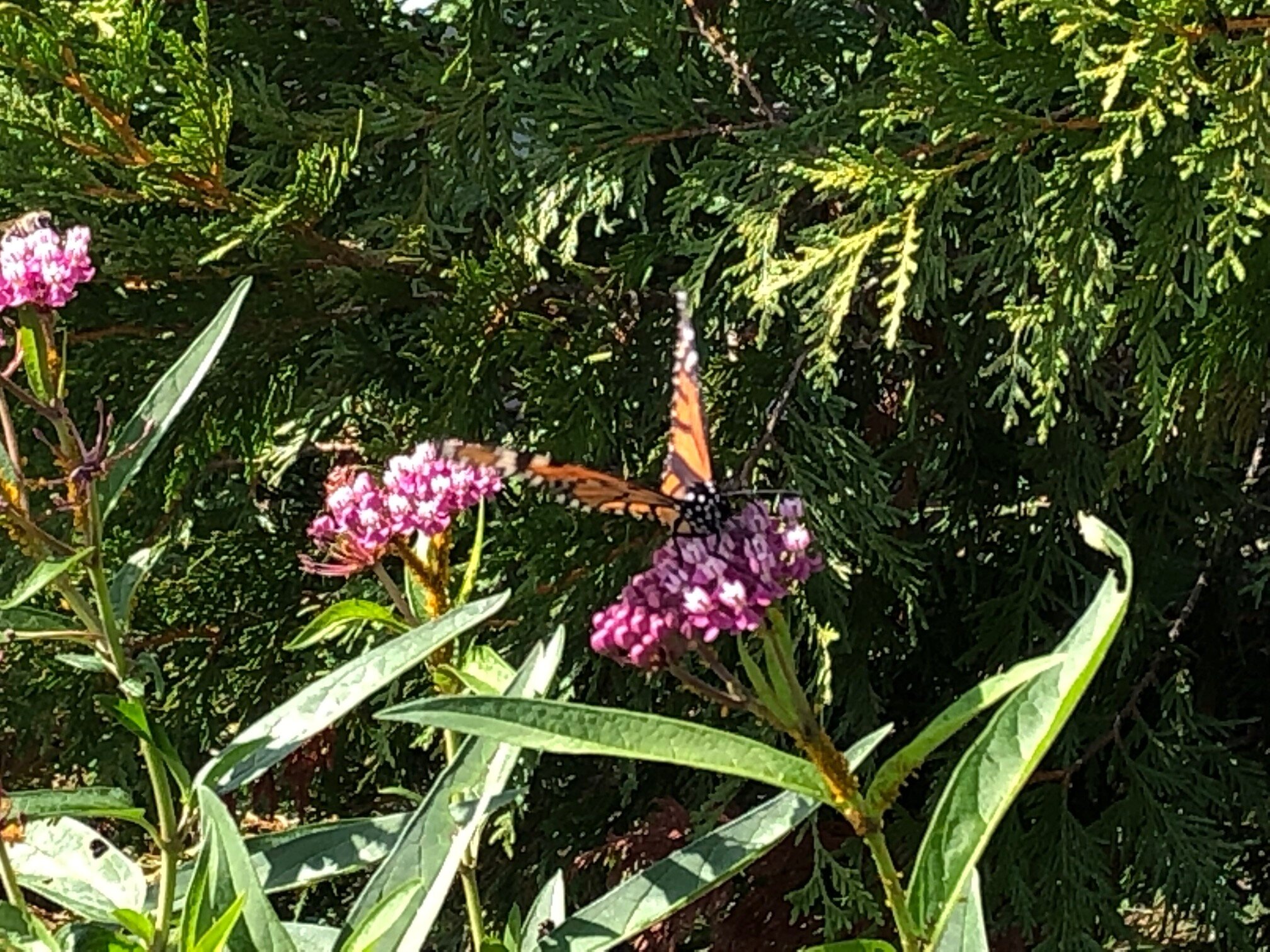 Monarch on swamp milkweed.jpg