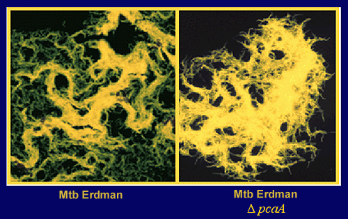 TB Terminator: AAAS Member Profile