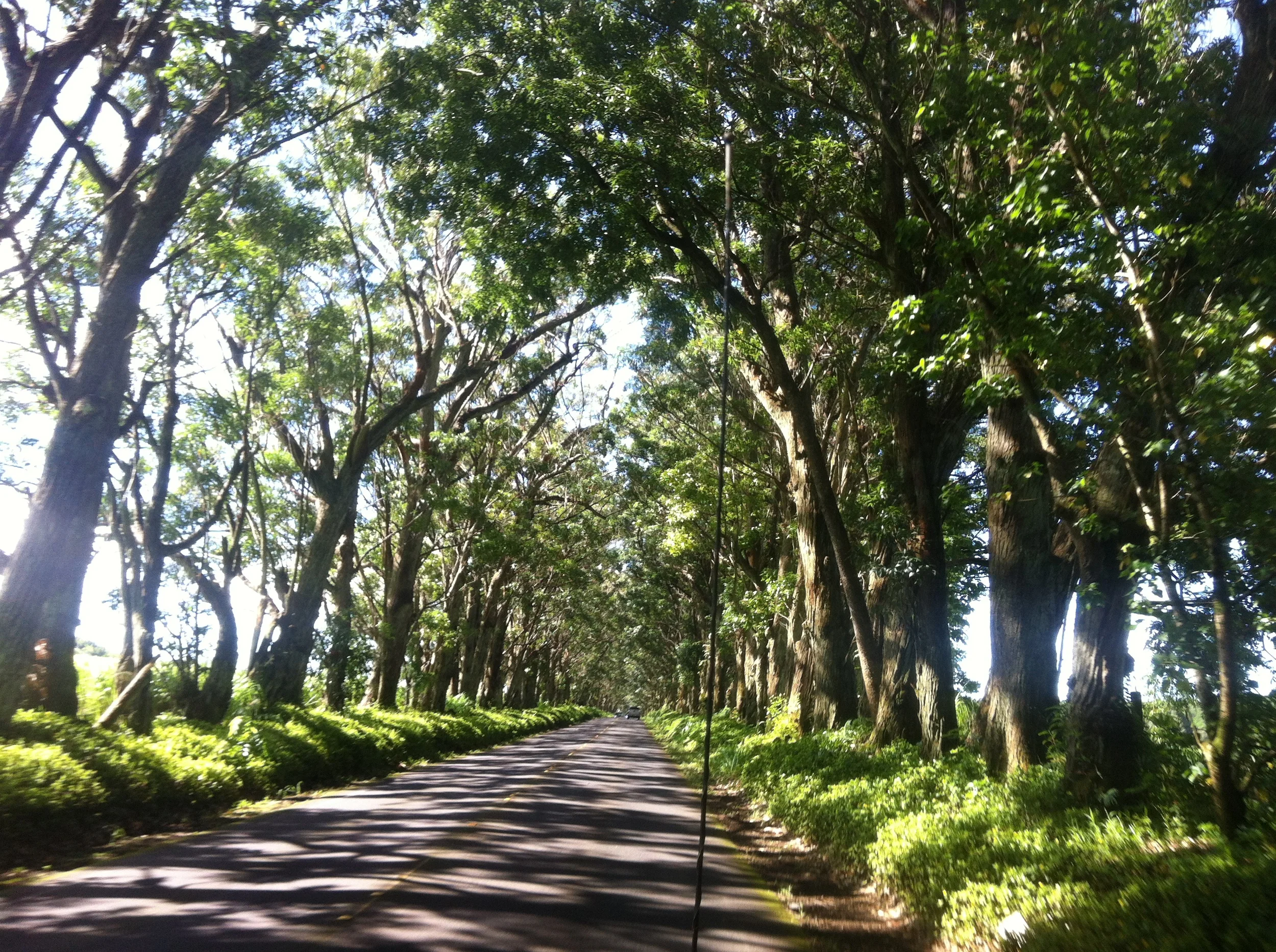 Tunnel of trees, Koloa, HI.