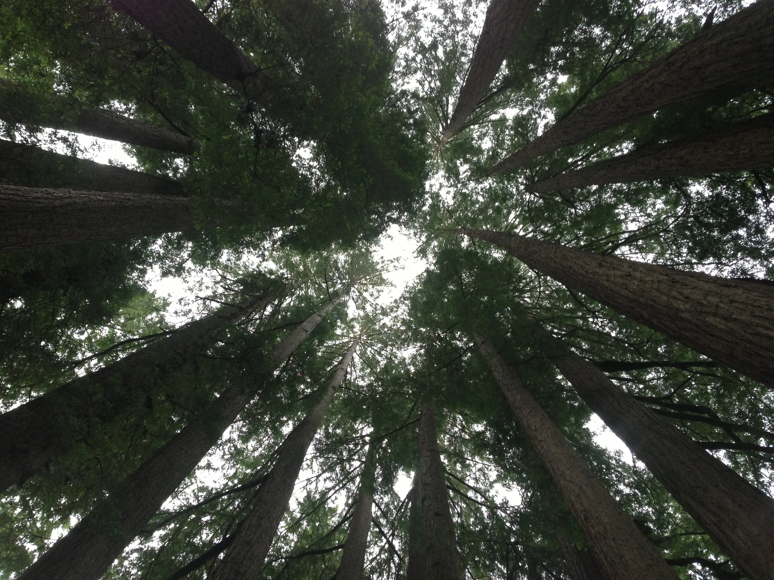 Redwood Trees, California