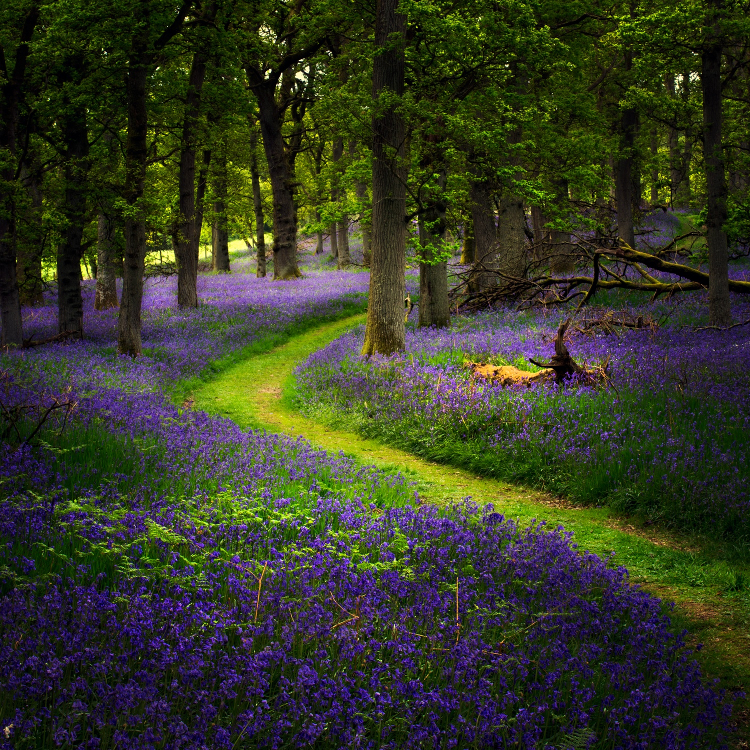 Perthshire Bluebells