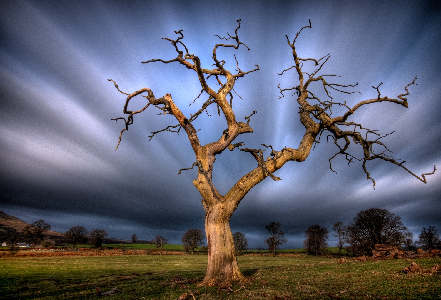 Dead Tree, Fintry