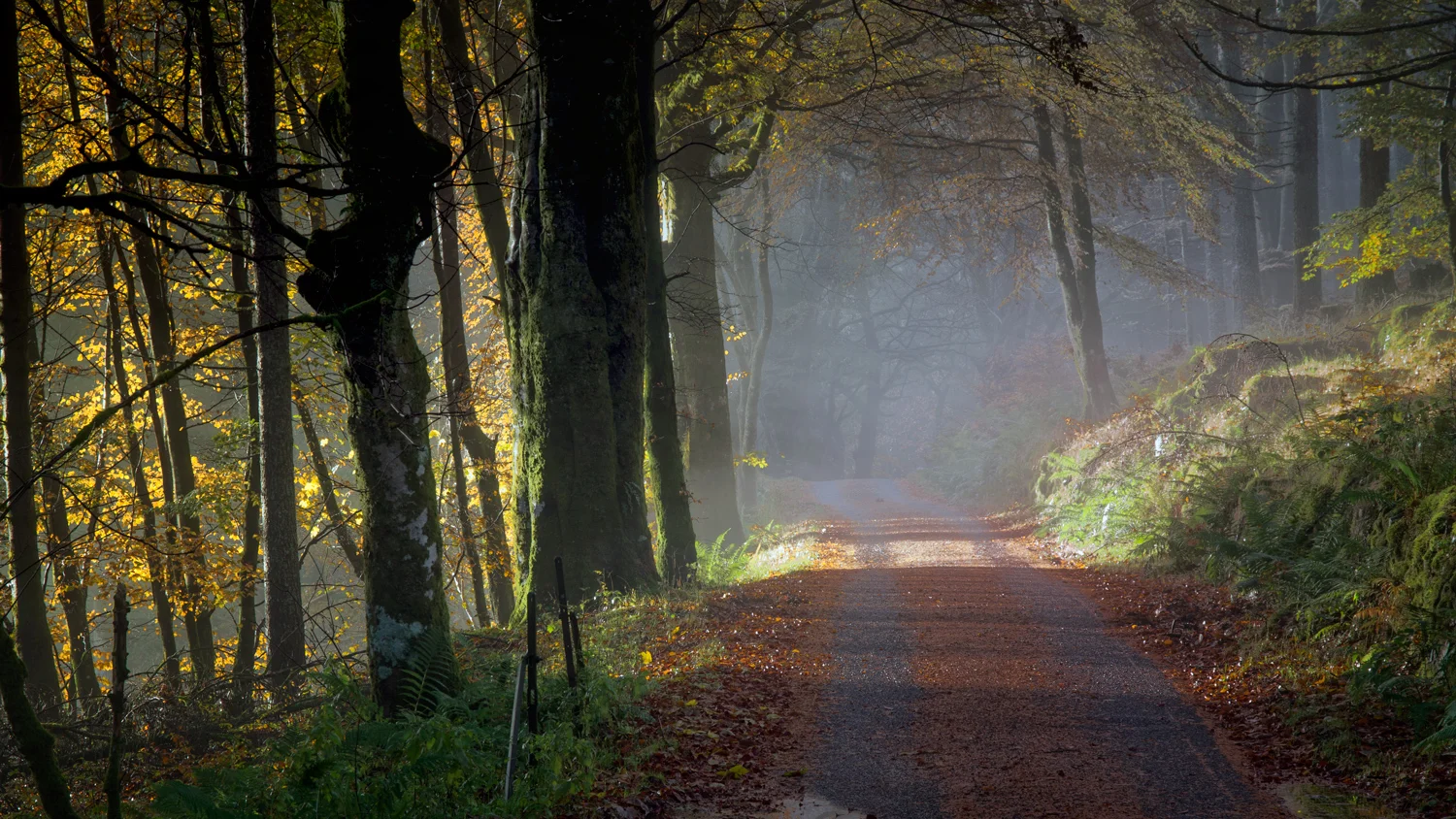 Strathyre light