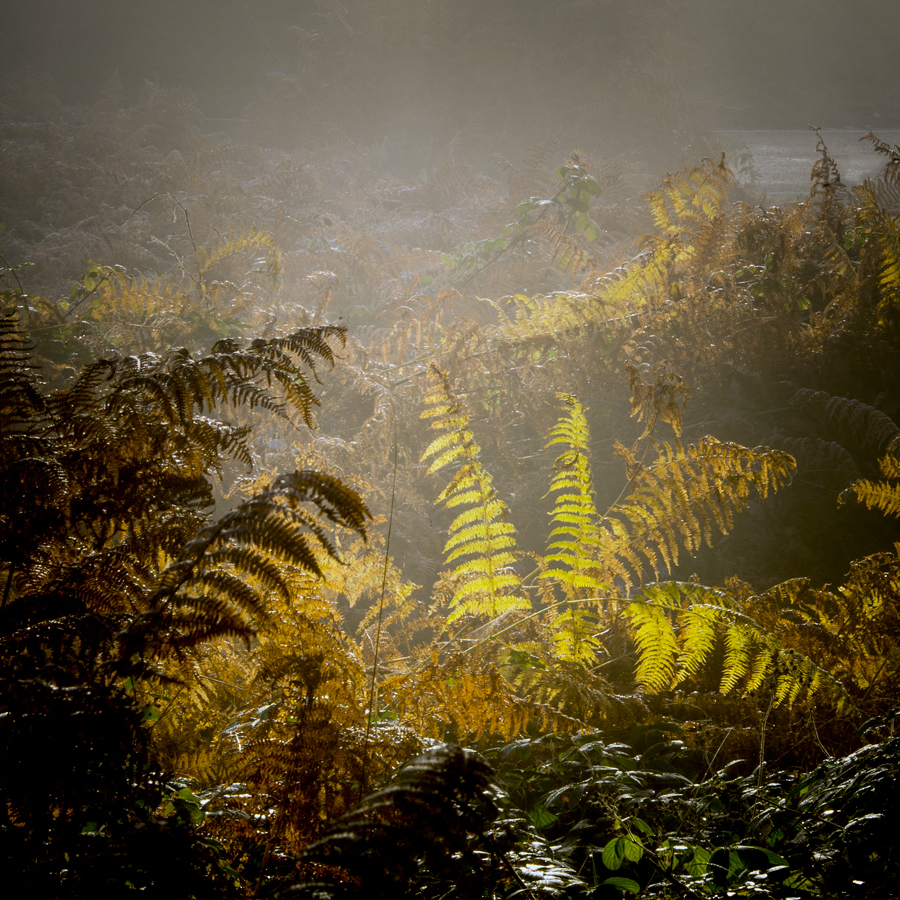 Trossachs Ferns...