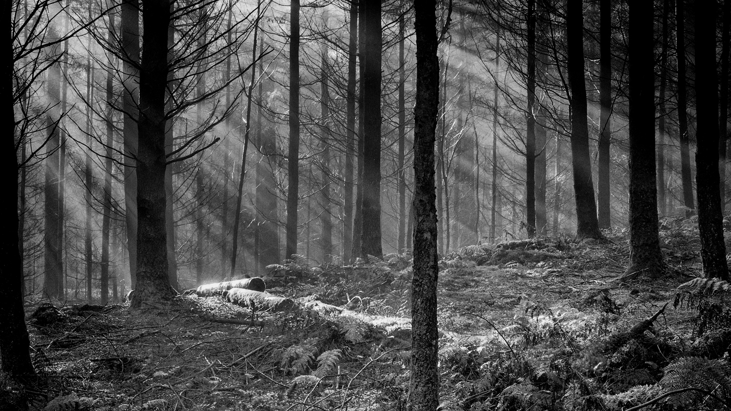 Hermitage Light and Mist...