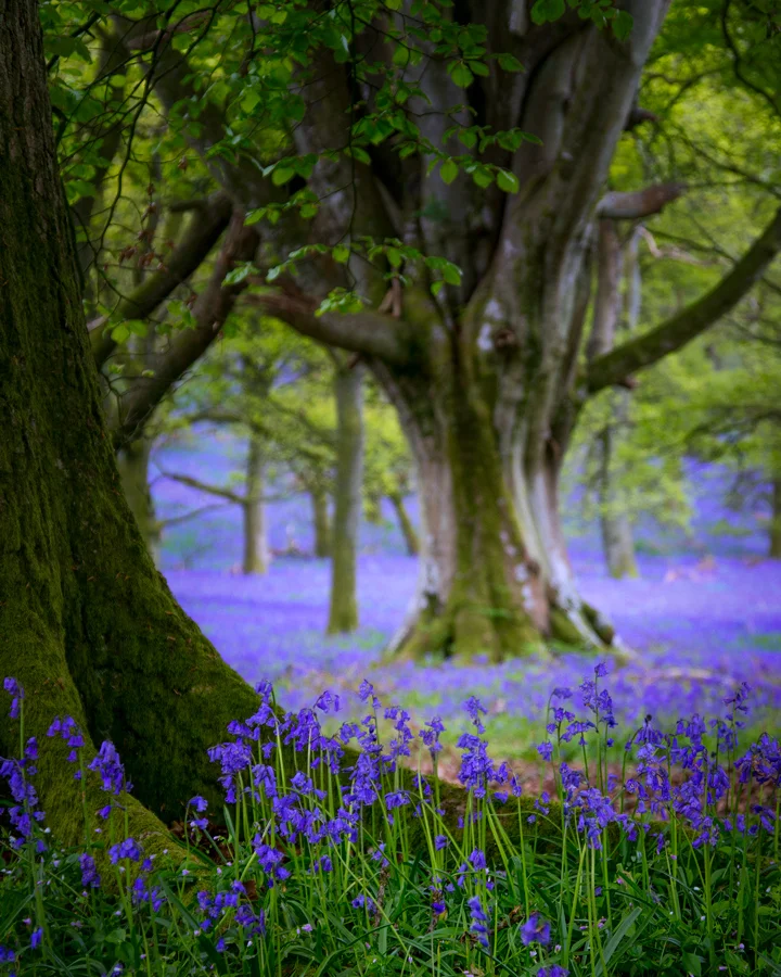 Perthshire Bluebells 2014