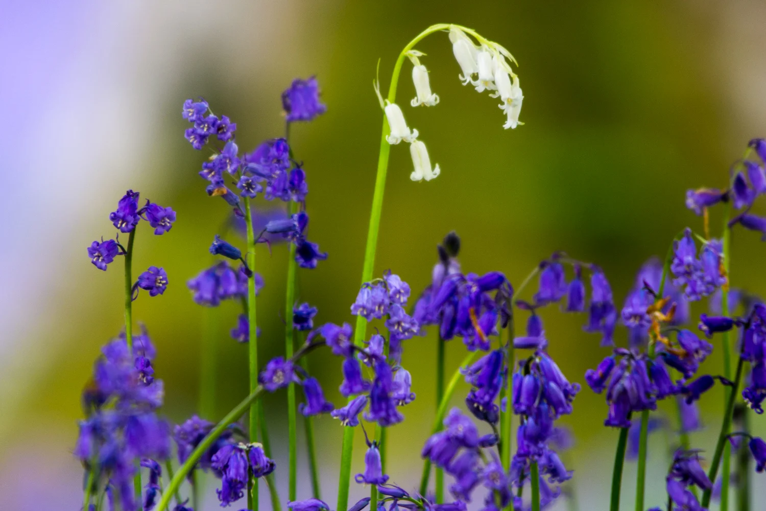 Perthshire Bluebells 2014