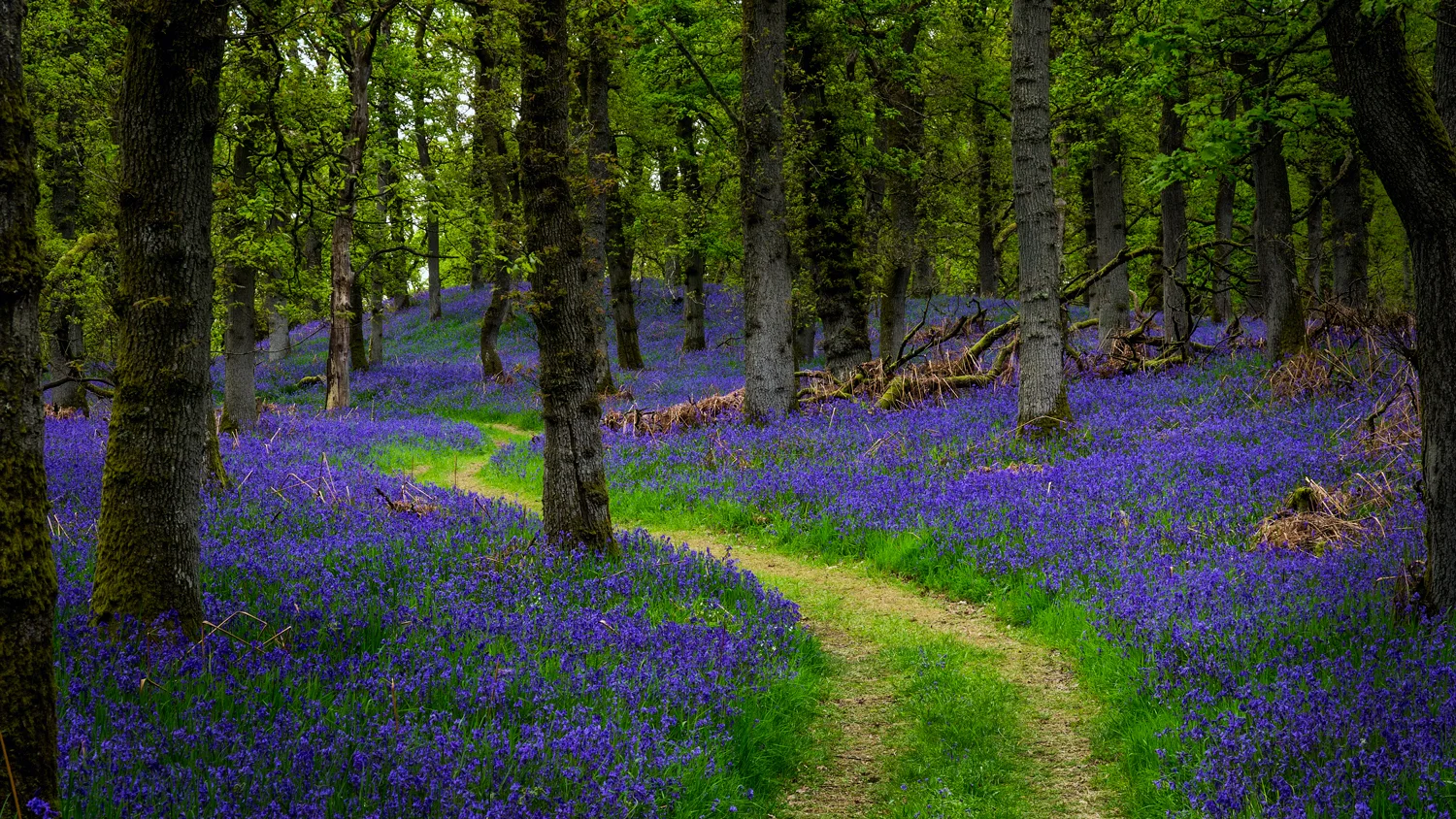 Perthshire Bluebells 2014