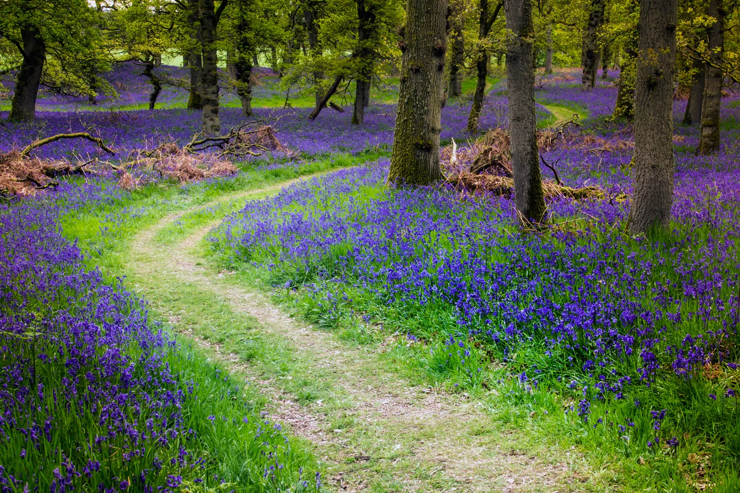 Perthshire Bluebells 2014