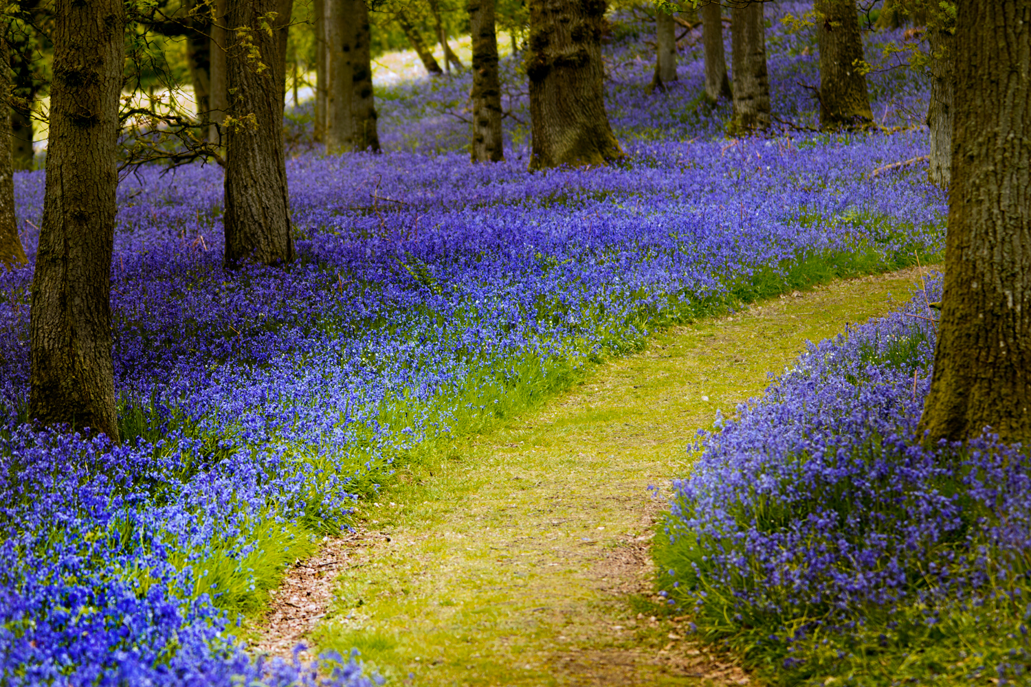 Perthshire Bluebells 2014