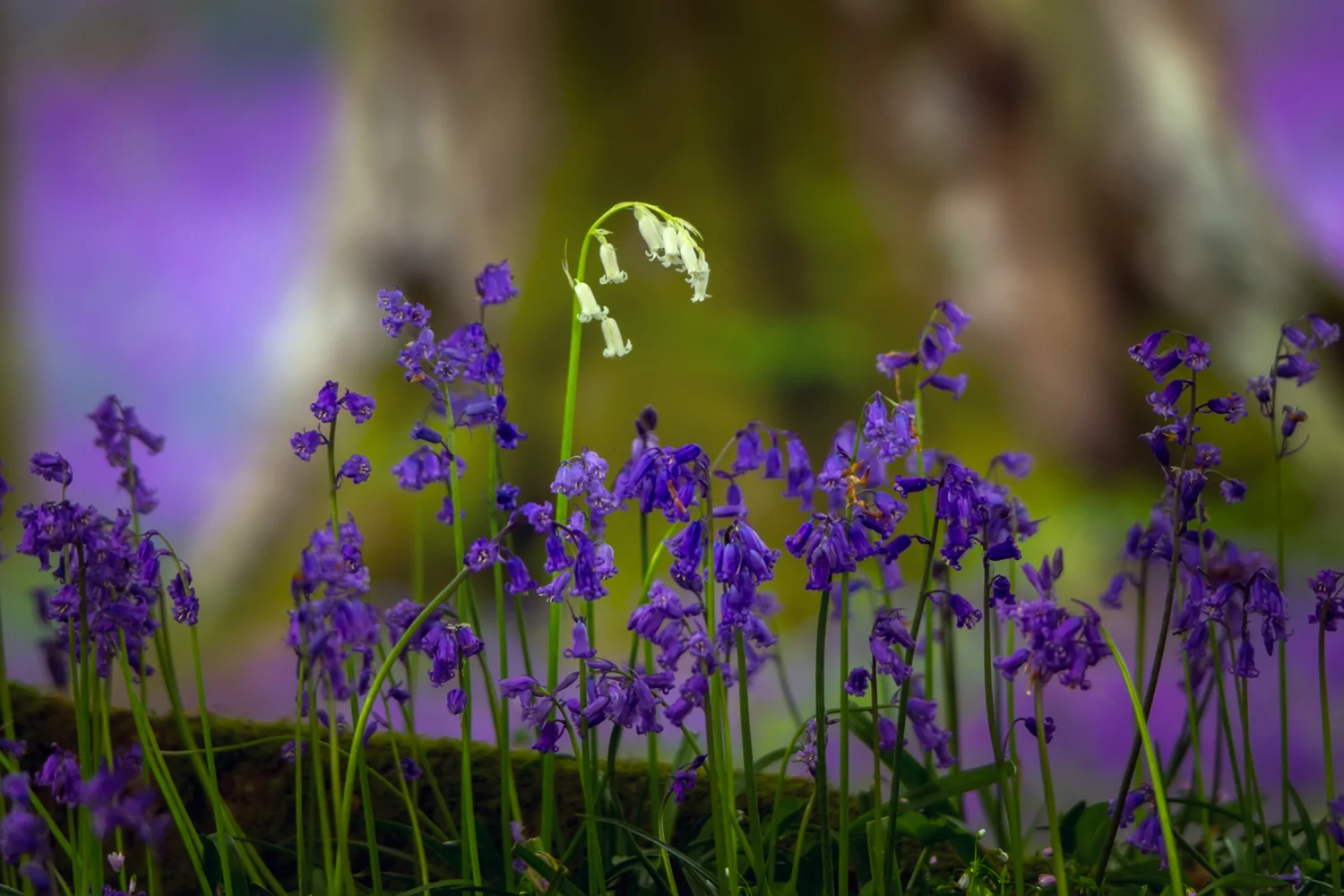 Perthshire Bluebells 2014