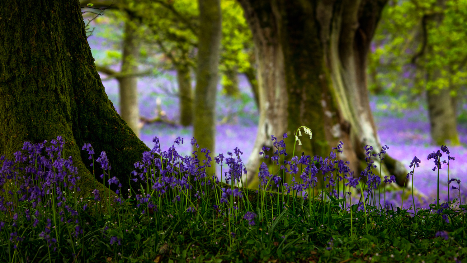 Perthshire Bluebells 2014