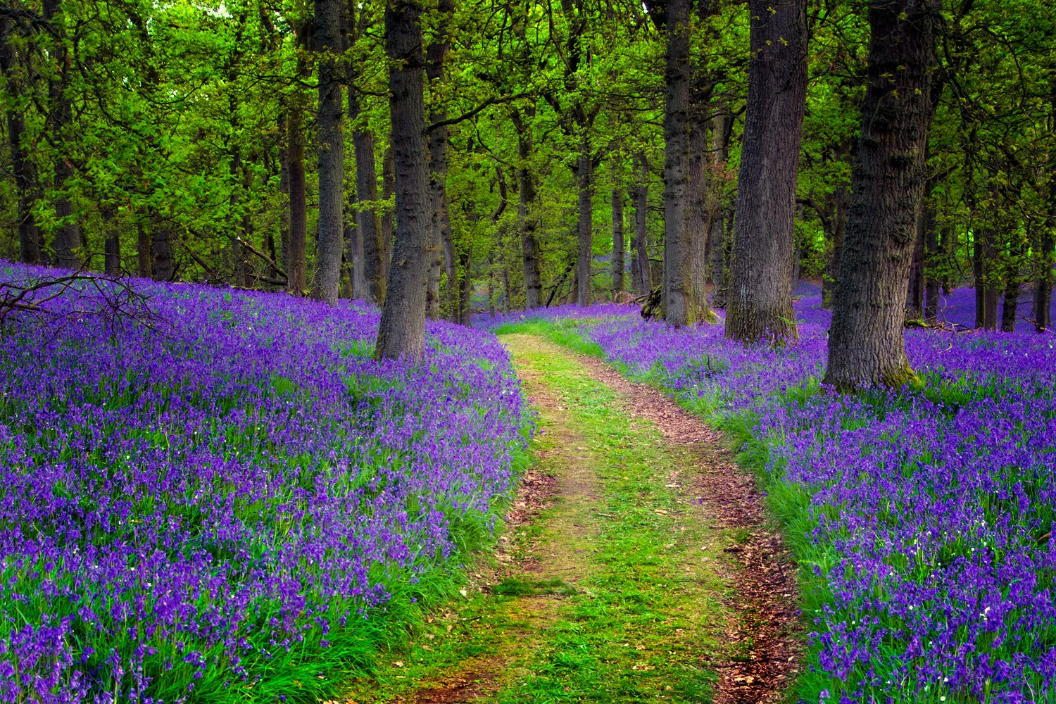Perthshire Bluebells 2014
