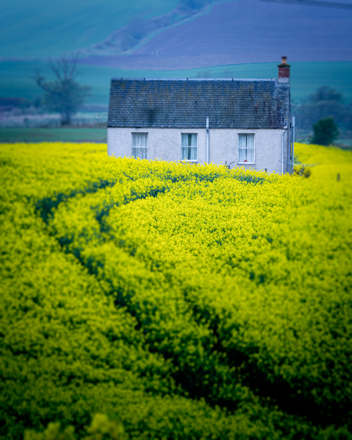 Perthshire Rapeseed Field