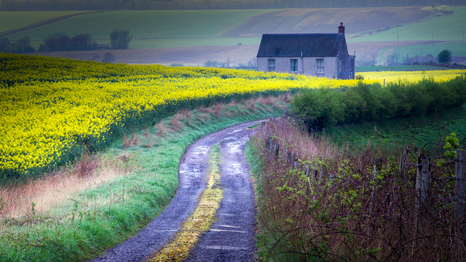 Perthshire Rapeseed Field