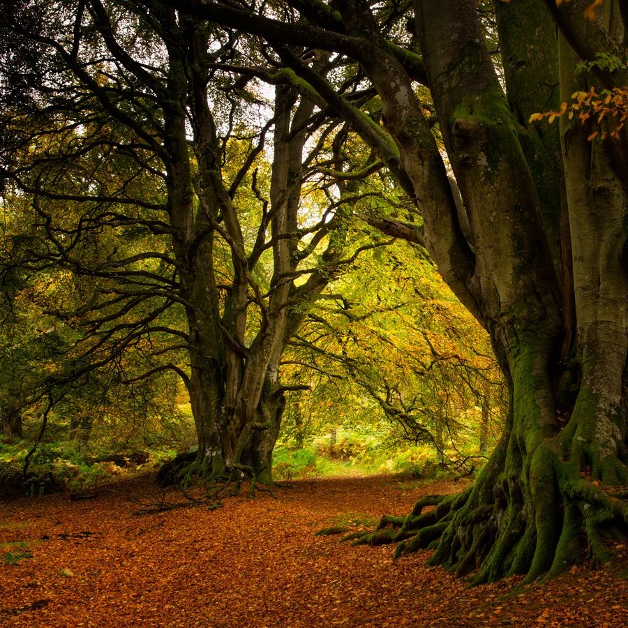 Kinclaven Autumn Beeches...