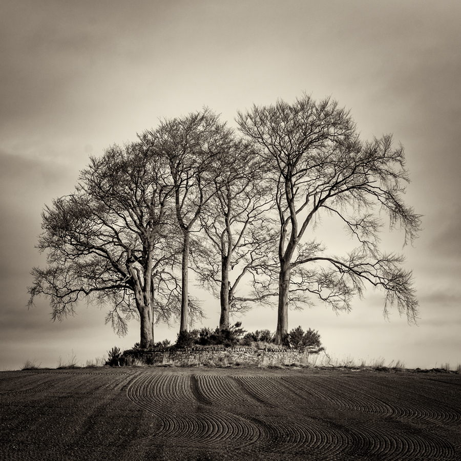 Carse Copse